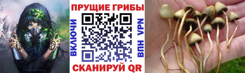купить  цена  Хасавюрт  Галлюциногенные грибы Cubensis 